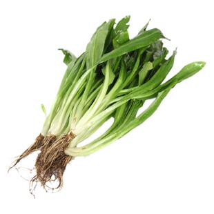 大芫茜新鲜食用泰式香料菜大香菜500g顺丰冬阴功汤调味刺芫茜芫荽