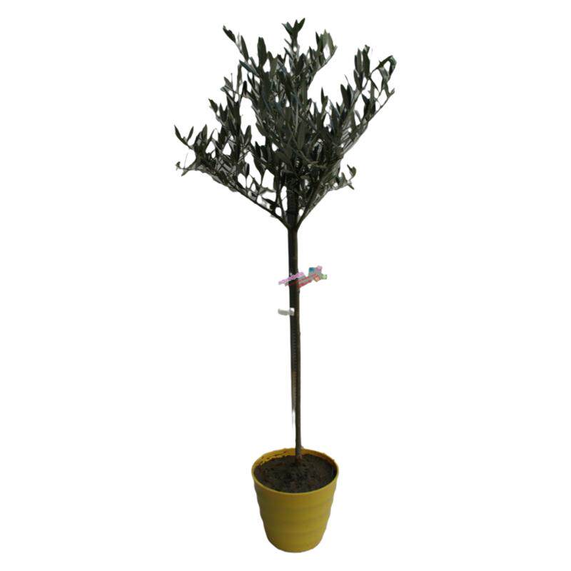 油橄榄3年庭院棒棒糖真植物苗木