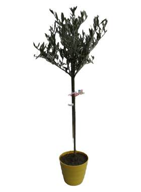 油橄榄3年庭院棒棒糖真植物苗木