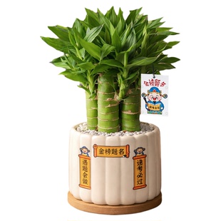 文昌竹4支金榜题名小盆栽文昌塔富贵竹室内绿植桌面摆件考生礼品