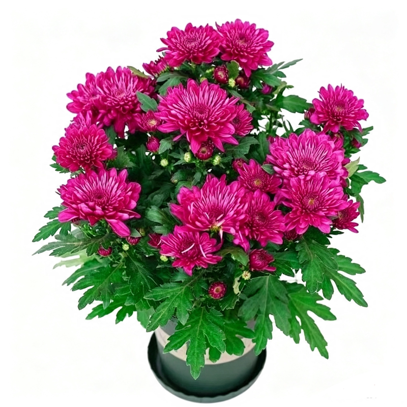 鸟语花香菊花苗带花苞好养易活