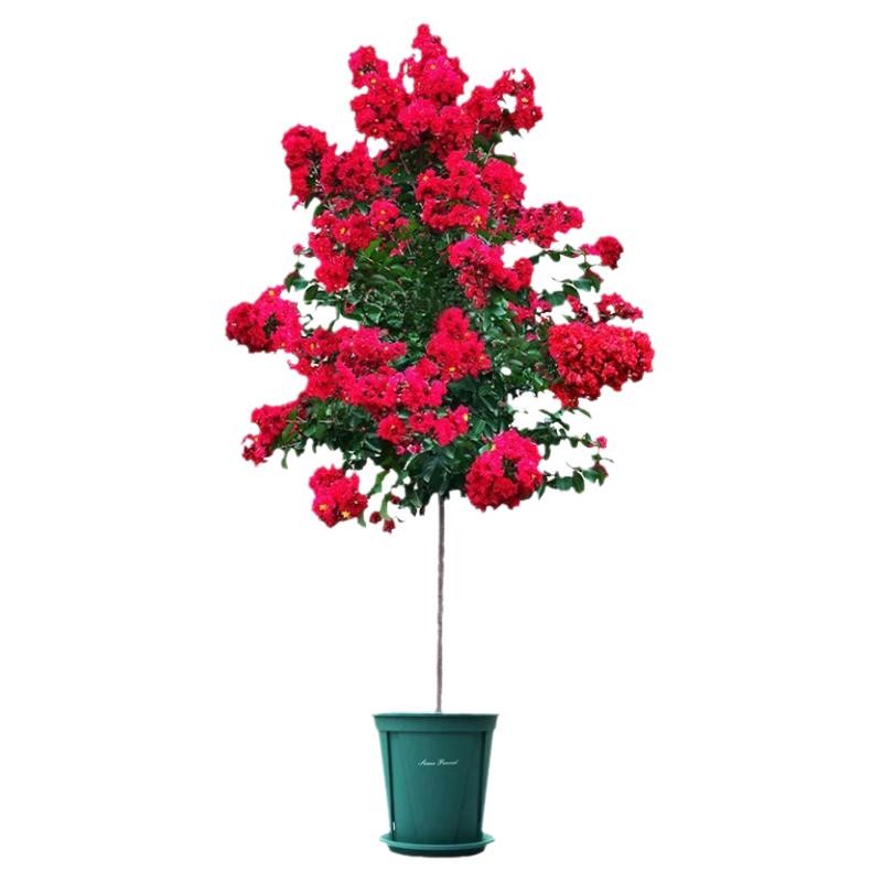 红花紫薇苗天鹅绒盆栽紫薇花树苗