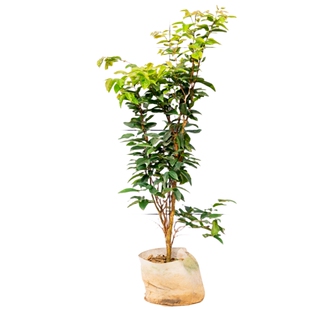 树葡萄苗果树嘉宝果苗正宗沙巴加宝果南北方四季庭院多宝果树盆栽