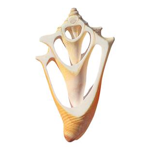 天然贝壳海螺切片玫瑰螺手工切片衣服配件diy工艺品项链材料饰品