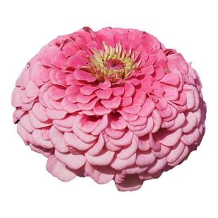 矮杆重瓣百日草花籽格桑花花种籽子四季播种室外易活庭院花卉