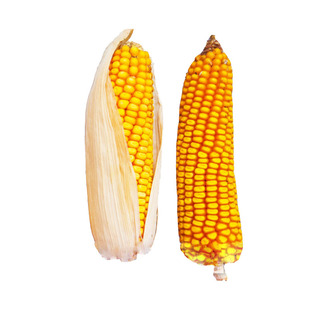 超级高产杂交玉米种子大田饲料玉米种籽子郑单958良玉99登海正品