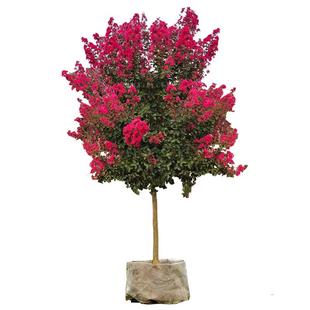 紫薇花大树苗盆栽老桩庭院风景树百日红火箭紫薇丛生四季花卉植物