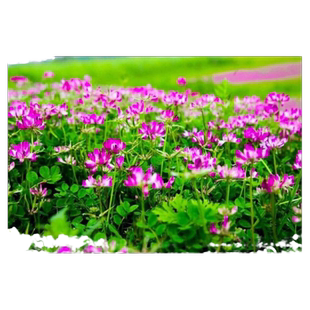 紫云英种子红花草种子养蜂蜜源高产绿肥牧草种子食用野菜种籽