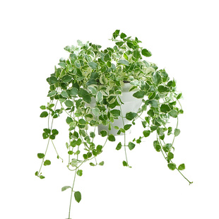 金叶子花叶蔓长春藤本四季常绿植物盆栽垂吊兰室内外阳台花园花卉