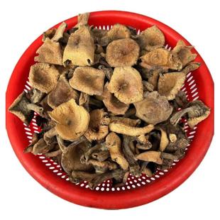 纯野生松树菌干货农野生蘑菇三九菇寒菌谷熟菌重阳菌净货无干燥剂