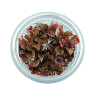 【红色水草集】无菌杯水草鱼缸造景前中后景血心兰丹麦红玫瑰懒人