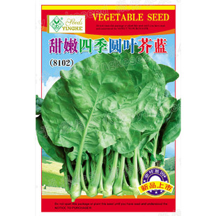 甜嫩圆叶芥兰种子广东芥蓝种籽四季芥兰菜籽春秋季阳台蔬菜种孑