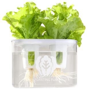 儿童水培生菜种植观察套装无土小盆栽幼儿园DIY科学种子种植玩具