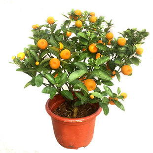 四季橘子树盆栽大金钱桔苗朱砂橘室内外阳台耐寒常青植物观赏带果