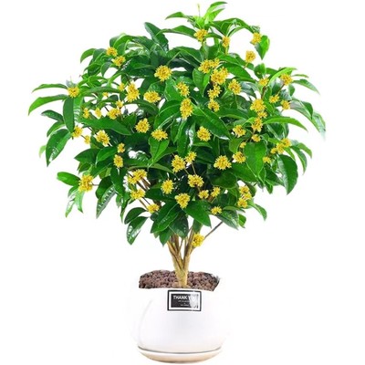 桂花树苗带花苞四季桂花盆栽地栽月月桂金桂浓香型原生庭院绿植