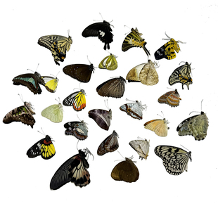 蝴蝶标本原蝶 昆虫手工制作标本 原蝶未展翅练手蝶太阳蛾大蓝闪蝶