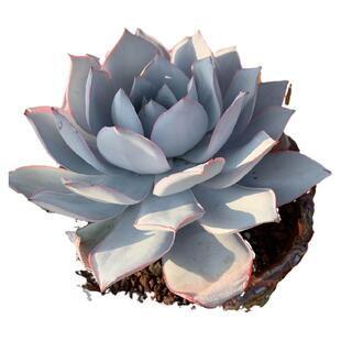 多肉植物广寒宫好养超大老桩多肉试种新手组合套餐植物盆栽特价