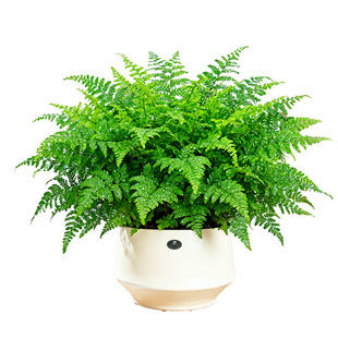 【懒人绿植】吉姆蕨盆栽蕨类植物室内茶几客厅绿植耐旱波士顿蕨