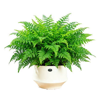 【懒人绿植】吉姆蕨盆栽蕨类植物室内茶几客厅绿植耐旱波士顿蕨