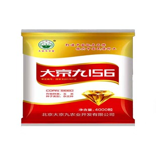 大京九156籽粒青贮通用型玉米品种 双审定玉米籽粒品种青储苞米籽
