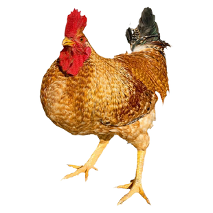 金芦花鸡种蛋受精蛋可孵化种蛋受精鸡蛋快大芦花种蛋孵小鸡的种蛋