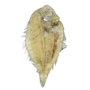 食用铁脯鱼干比目鱼大地鱼扁鱼左口鱼干货饺子馅云吞馅250克包邮