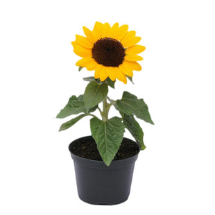 阳光小姐矮生向日葵种子泛美切花庭院卧室阳台盆栽春秋易种无花粉