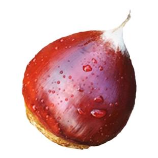 建瓯生板栗新鲜锥栗油栗2025野生现摘毛栗子糖炒圆栗孕妇水果整箱