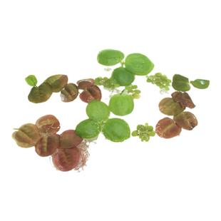 豹纹圆心萍槐叶萍1朵红毛丹浮草长须浮萍强力一叶莲虾缸净化水质