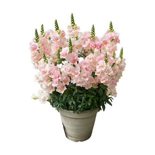 【切花品种】金鱼草花苗盆栽带花冬季开耐寒植物花园矮生花镜花卉