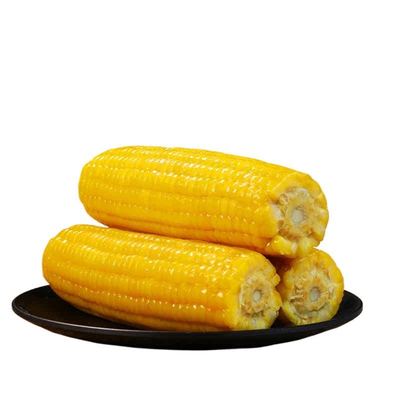 正宗东北新鲜黄糯玉米非转基因软糯香甜粗粮代餐独立包装非即食