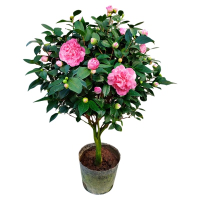 山茶花树苗香妃四季开花特大号