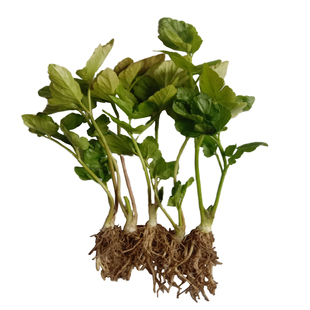 水芹菜种子野芹菜苗籽阳台盆栽蔬菜水培旱地山野菜种植好吃包邮