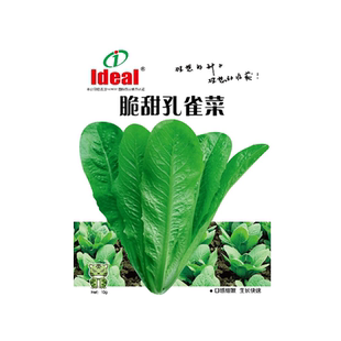正宗孔雀菜种籽生菜种籽四季生菜种子菜籽阳台盆栽蔬菜种孑大全