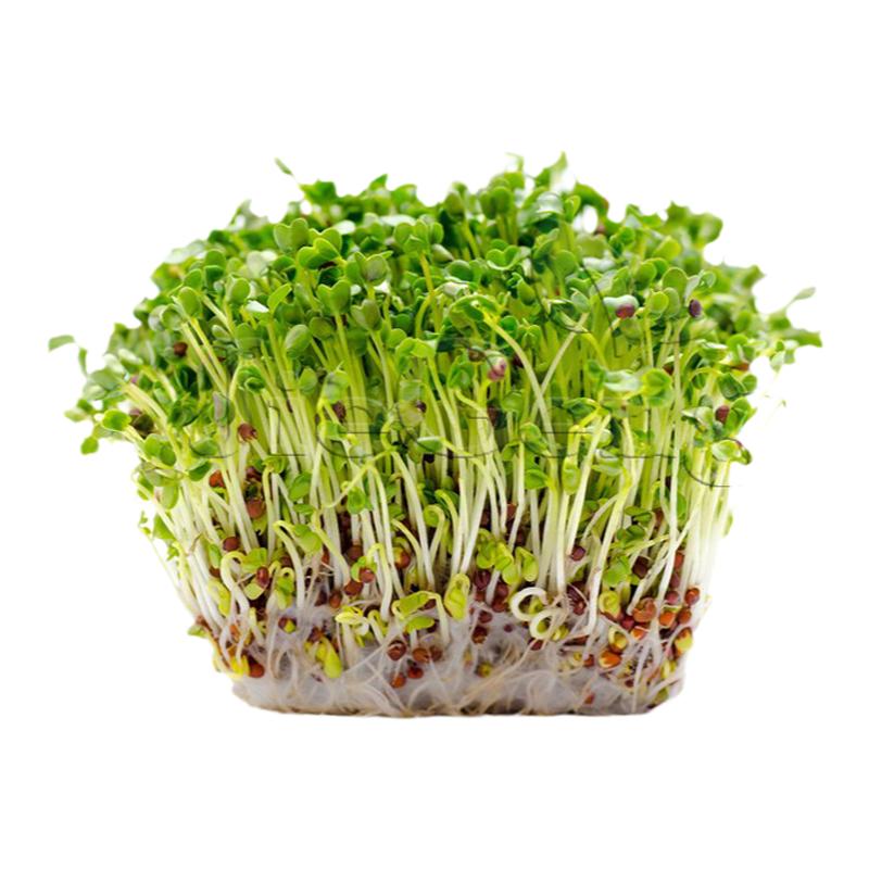 紫花苜蓿种子 三叶草 微型蔬菜 豆芽菜Alfalfa Sprouting Seeds