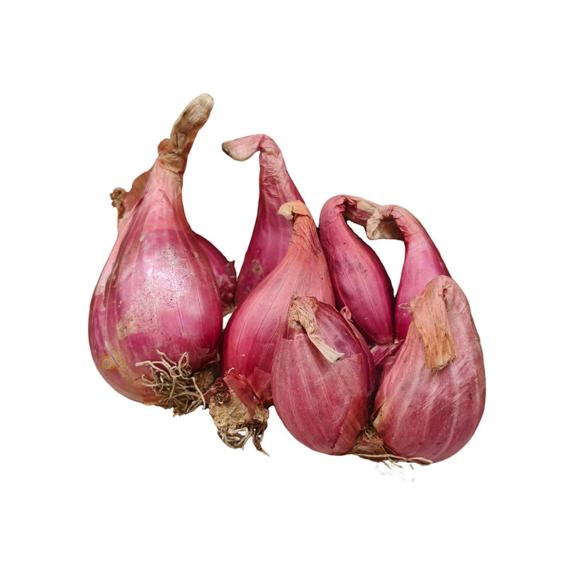 农家正宗红葱头可种植可食用