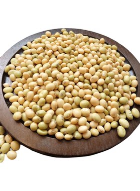 广东传统耕作农家小黄豆可做种子