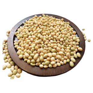 广东英德农家本地小黄豆打豆浆专用非转基因自种大豆种子传统耕作