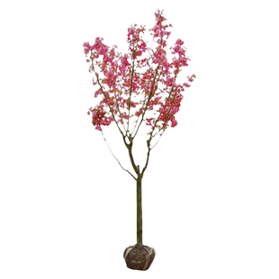 日本樱花树苗庭院大型小苗盆栽地栽四季南北方种植风景树绿化树苗