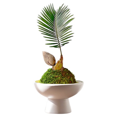 小铁树宝宝苔藓水培植物苏铁盆栽
