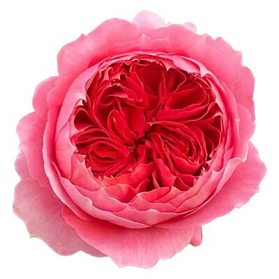 新品朱砂碗月季花苗大花玫瑰盆栽