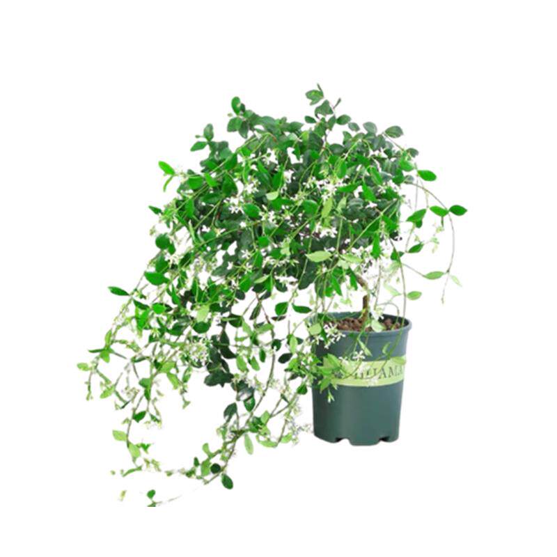 风车茉莉爬藤植物络石藤大苗室外四季花卉盆栽庭院阳台开花藤蔓花