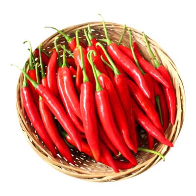 朝天椒种子菜园高产蔬菜