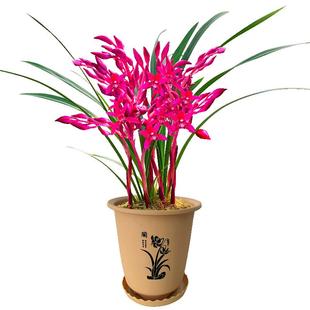 兰花苗墨兰红花精品 胭脂红 现带花苞室内好养花卉盆栽浓香型