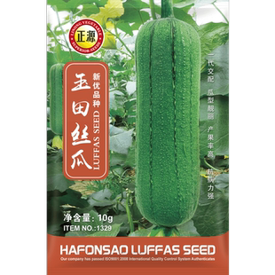 和利农正源玉田肉丝瓜种子杂交短棒丝瓜种籽子农家高产蔬菜孑菜籽