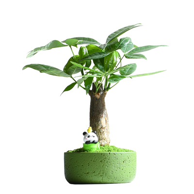 发财树桌面小盆栽好养净化空气