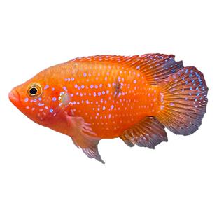 血钻红宝石鱼红宝石球热带大型观赏鱼活体玉面红尾皇冠蓝宝石慈鲷