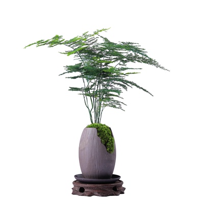 植物盆栽文竹盆栽桌面盆景