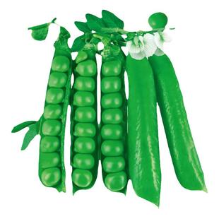 甜豌豆种子种籽甜脆豌豆苗种碗豌豆种冬季四季豆长寿豆仁荚甜豆种