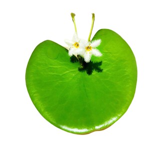 鱼缸浮萍水草植物活造景耐寒绿植一叶莲水葫芦新手懒人好养免打理